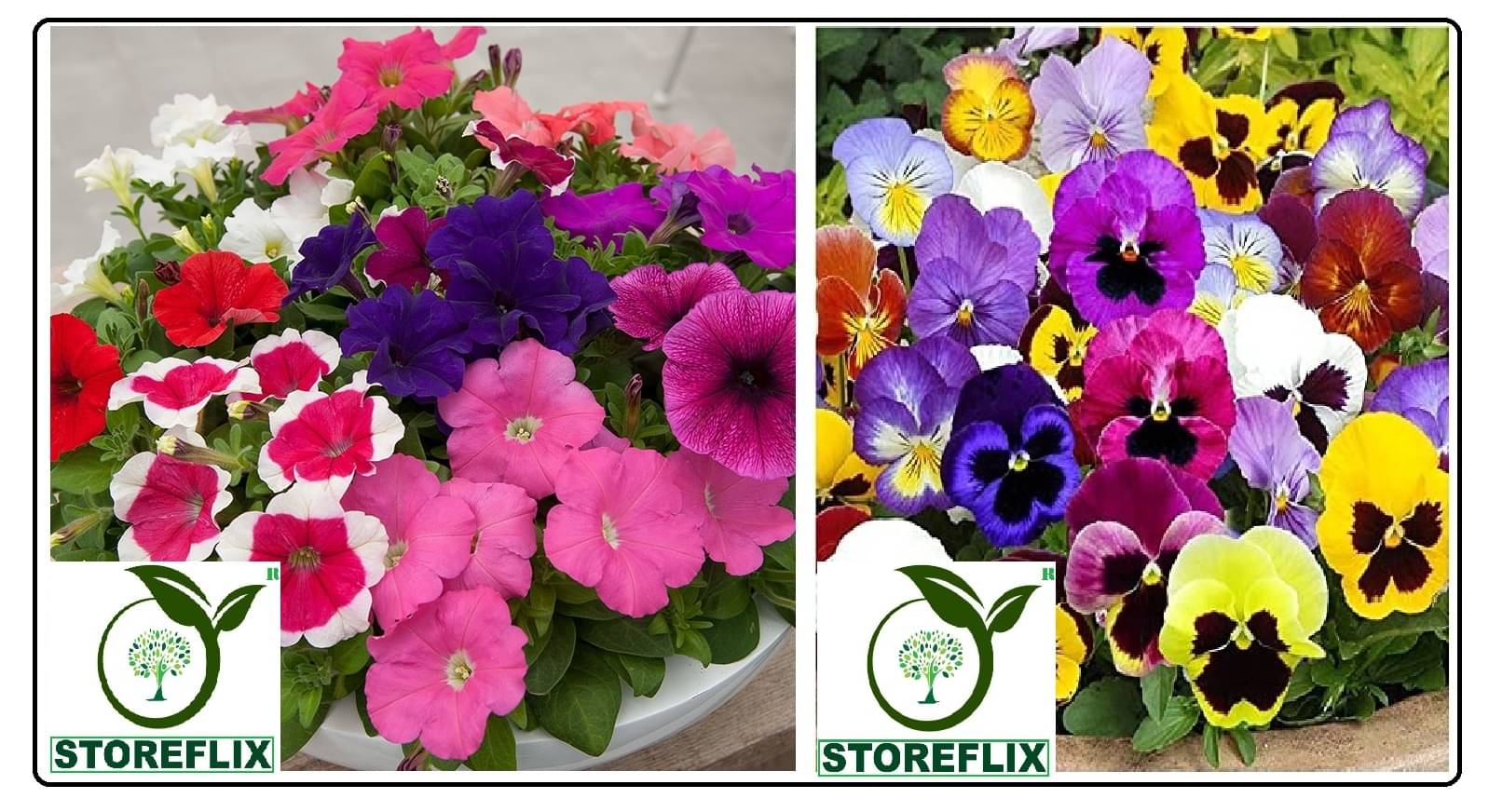 petunia flower 100 seeds and pansy flower 40 seeds pack with free cocopeat and user manual petunia flower 100 seeds and pansy flower 40 seeds pack with free cocopeat and user manual