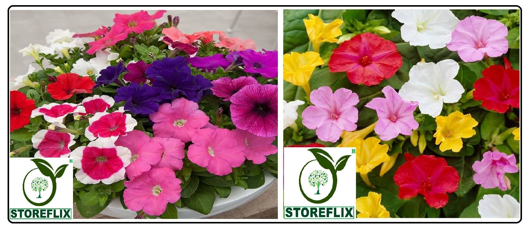     			petunia flower 100 seeds and 4'o' clock flower 30 seeds pack with free cocopeat and user manual