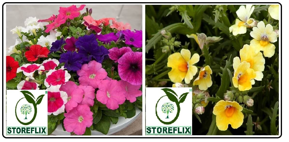     			petunia flower 100 seeds and nemesia flower 50 seeds pack with free cocopeat and user manual