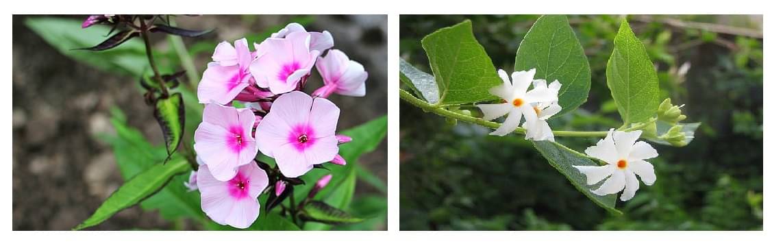     			phlox flower 30 seeds and harsringar flower 20 seeds pack with free cocopeat and user manual