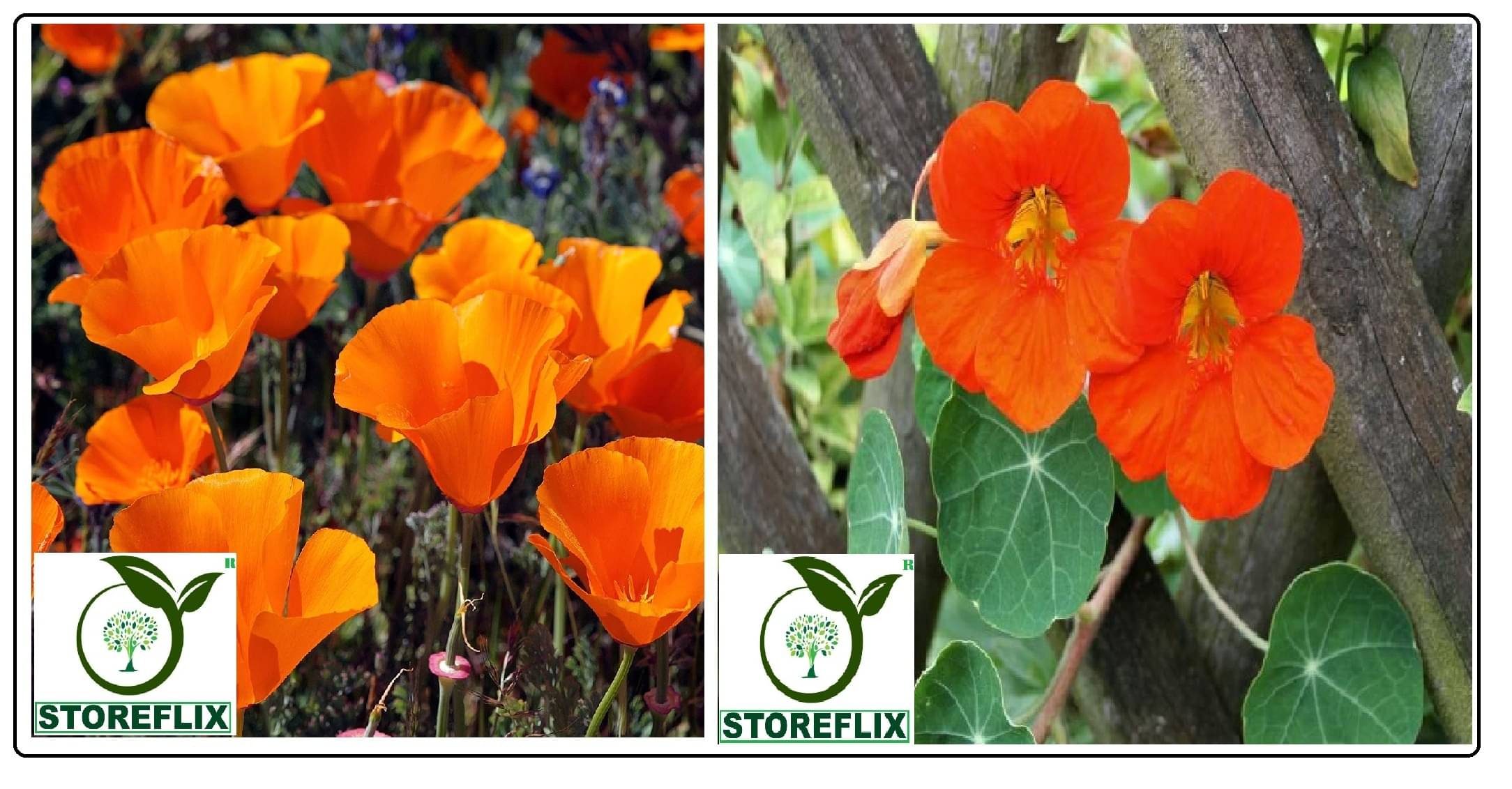     			poppy california flower 50 seeds and nasturtium flower 10 seeds pack with free cocopeat and user manual