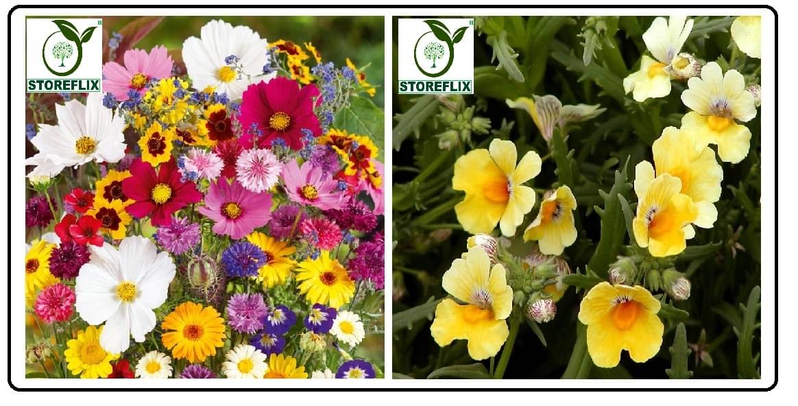     			portulaca flower 100 seeds and nemesia flower 50 seeds pack with free cocopeat and user manual