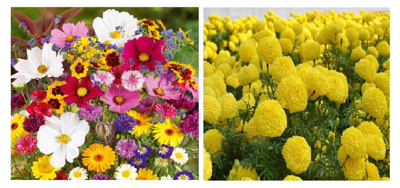 portulaca flower 100 seeds and yellow marigold flower 50 seeds pack with free cocopeat and user manual portulaca flower 100 seeds and yellow marigold flower 50 seeds pack with free cocopeat and user manual