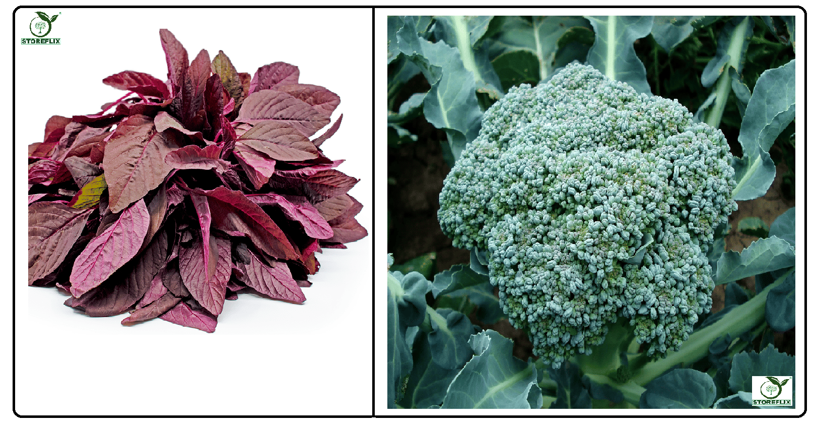     			red amaranthus (laal chaulai )200 seeds and broccoli 50  seeds pack with user manual for home kitchen gradening use