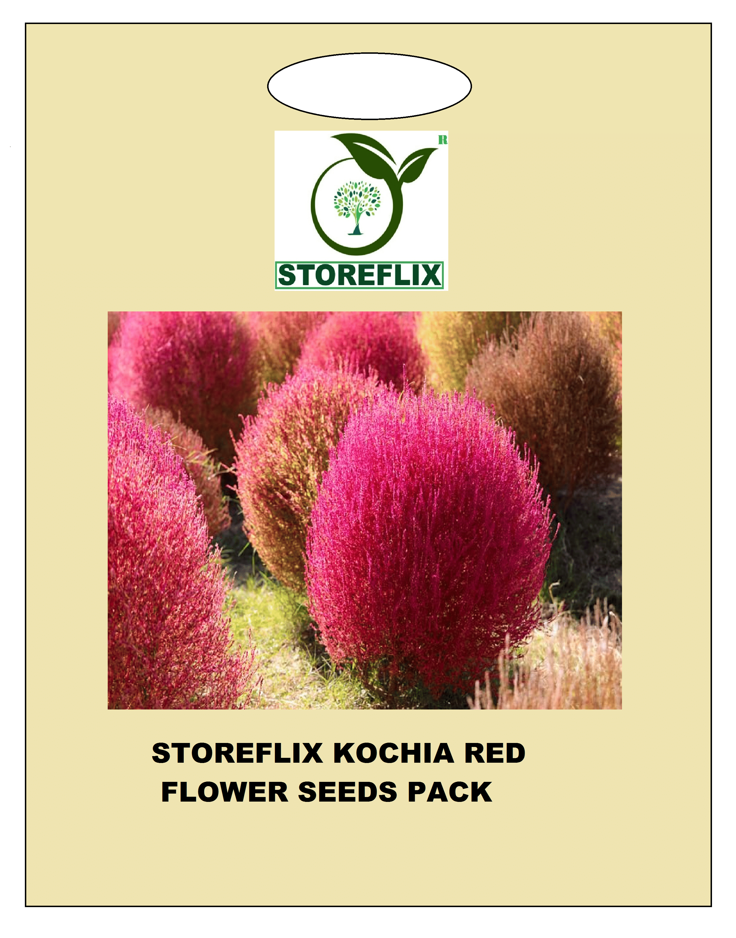     			red kochia 50 seeds pack with free cocopeat and user manual