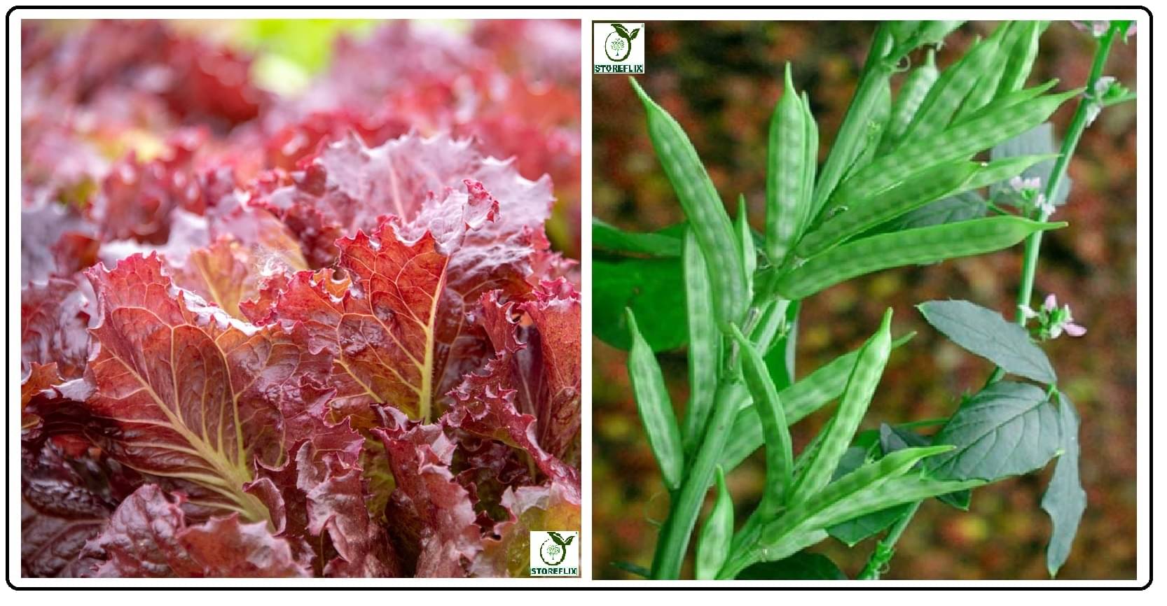 red lettuce 100 seeds and cluster bean 30 seeds pack with user manual for home kitchen gradening use red lettuce 100 seeds and cluster bean 30 seeds pack with user manual for home kitchen gradening use