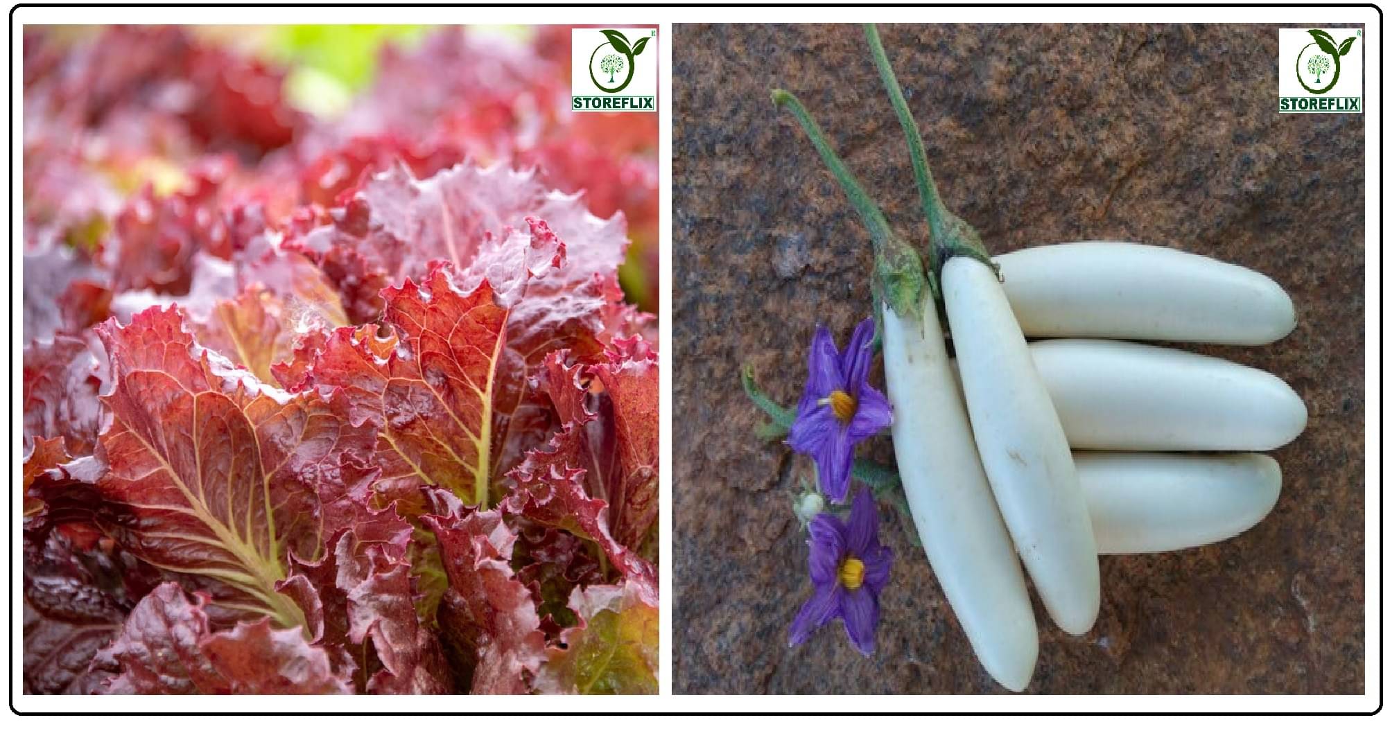     			red lettuce 100 seeds and brinjal white long 100 seeds pack with user manual for home kitchen gradening use
