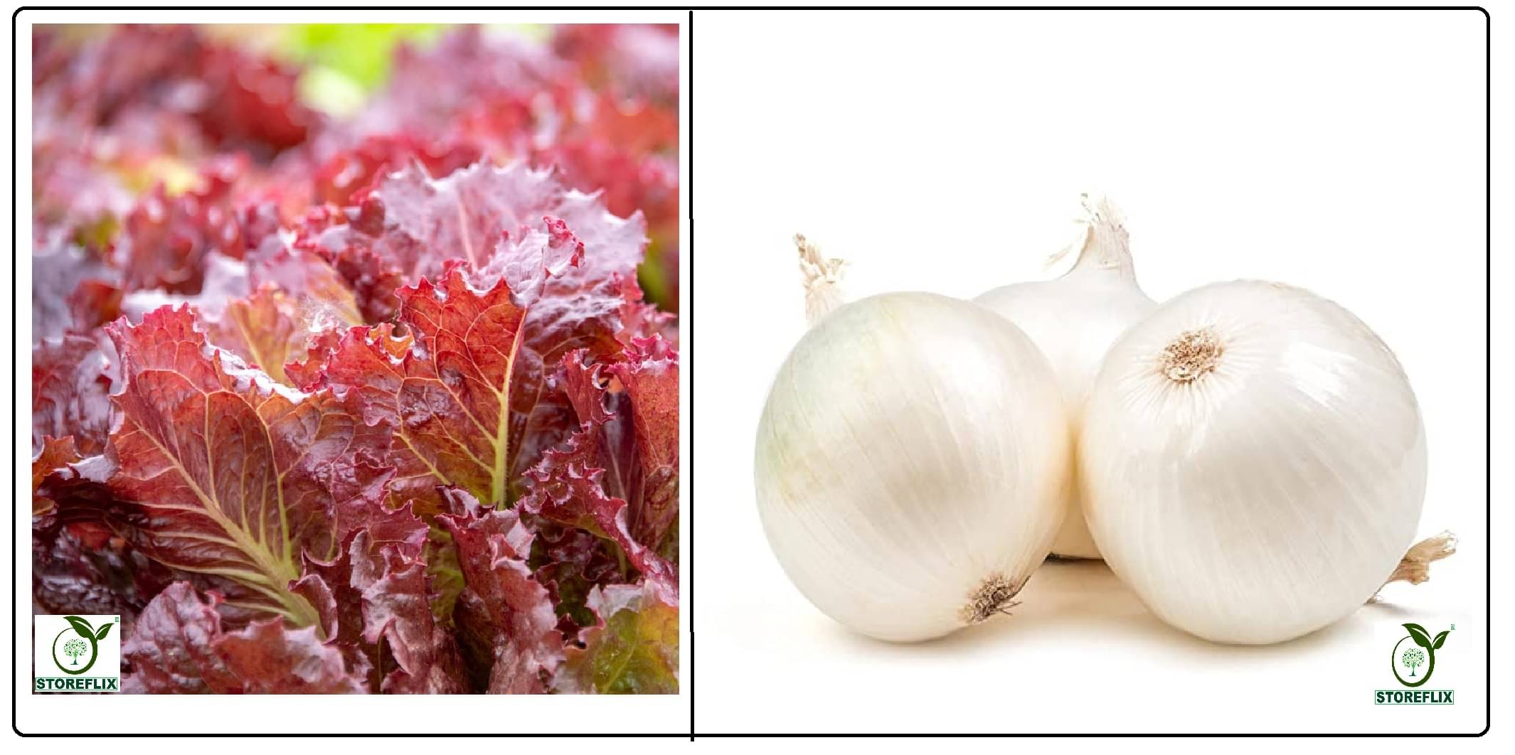 red lettuce 100 seeds and onnion white 200 seeds pack with user manual for home kitchen gradening use red lettuce 100 seeds and onnion white 200 seeds pack with user manual for home kitchen gradening use