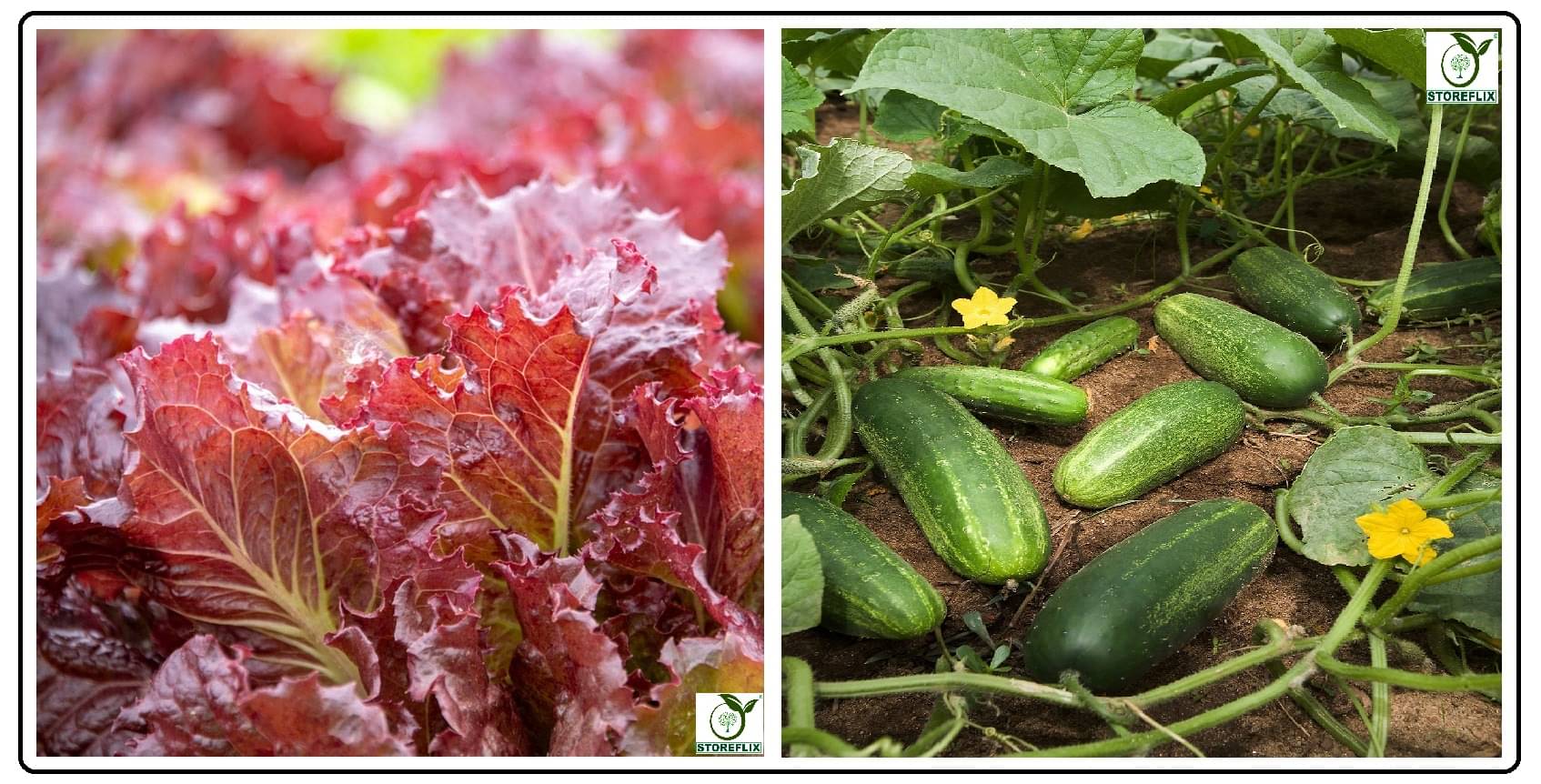     			red lettuce 100 seeds and squash 10 seeds pack with user manual for home kitchen gradening use