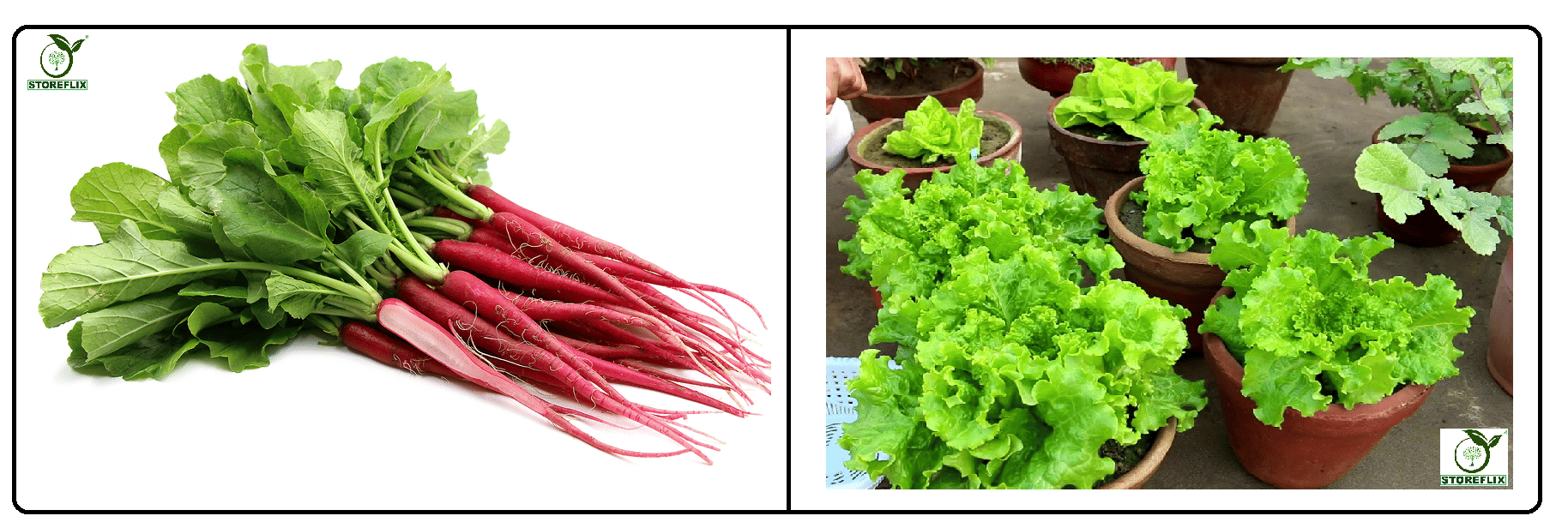     			red radish (muli) 50 seeds and lettuce green 100 seeds pack with user manual for home kitchen gradening use