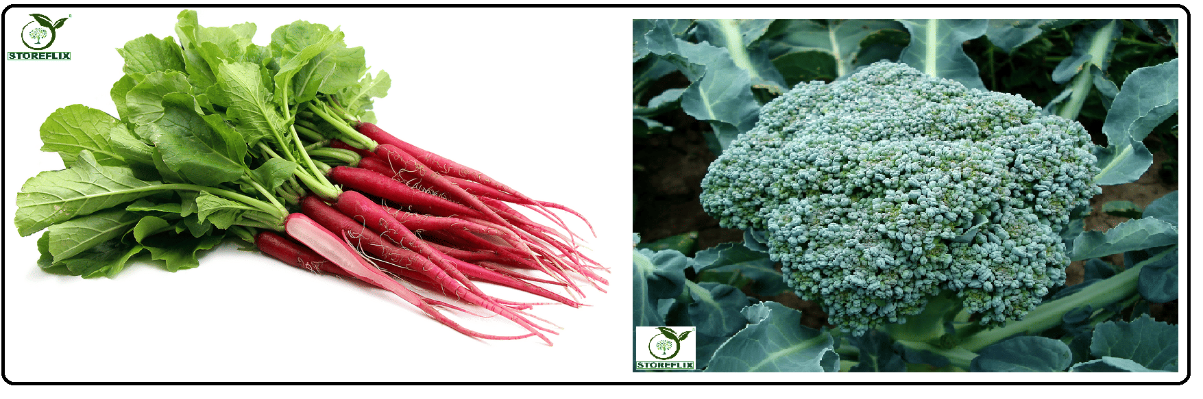     			red radish (muli) 50 seeds and broccoli 50  seeds pack with user manual for home kitchen gradening use