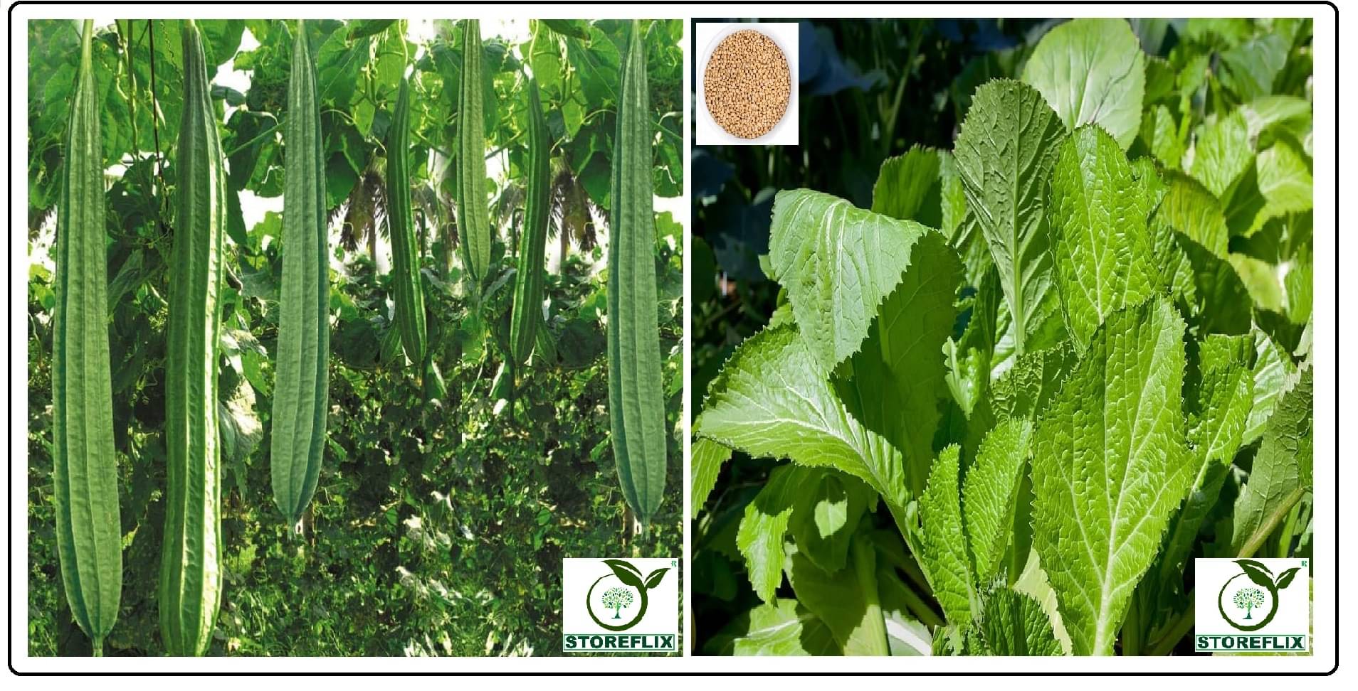 ridge gourd torai 20 seeds and white mustard 200 seeds pack with user manual for home kitchen gradening use ridge gourd torai 20 seeds and white mustard 200 seeds pack with user manual for home kitchen gradening use