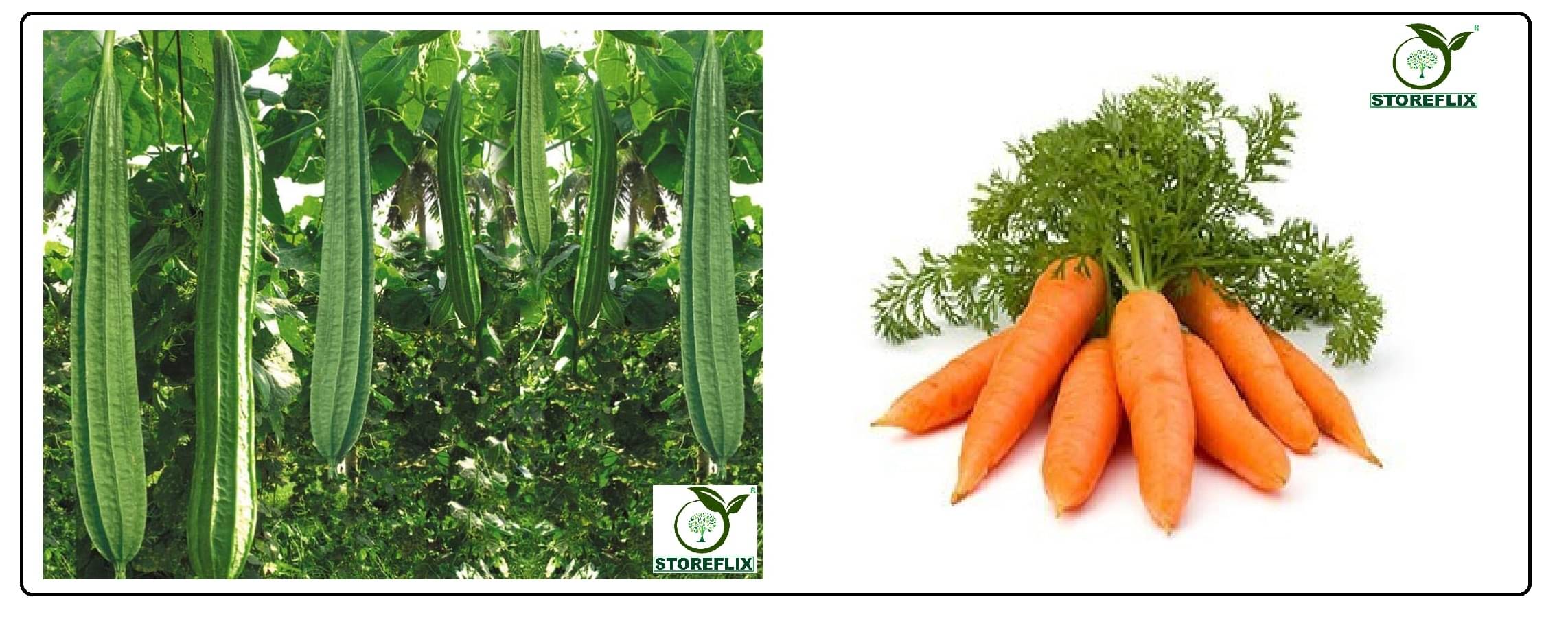 ridge gourd torai 20 seeds and carrot 150 seeds pack with user manual for home kitchen gradening use ridge gourd torai 20 seeds and carrot 150 seeds pack with user manual for home kitchen gradening use
