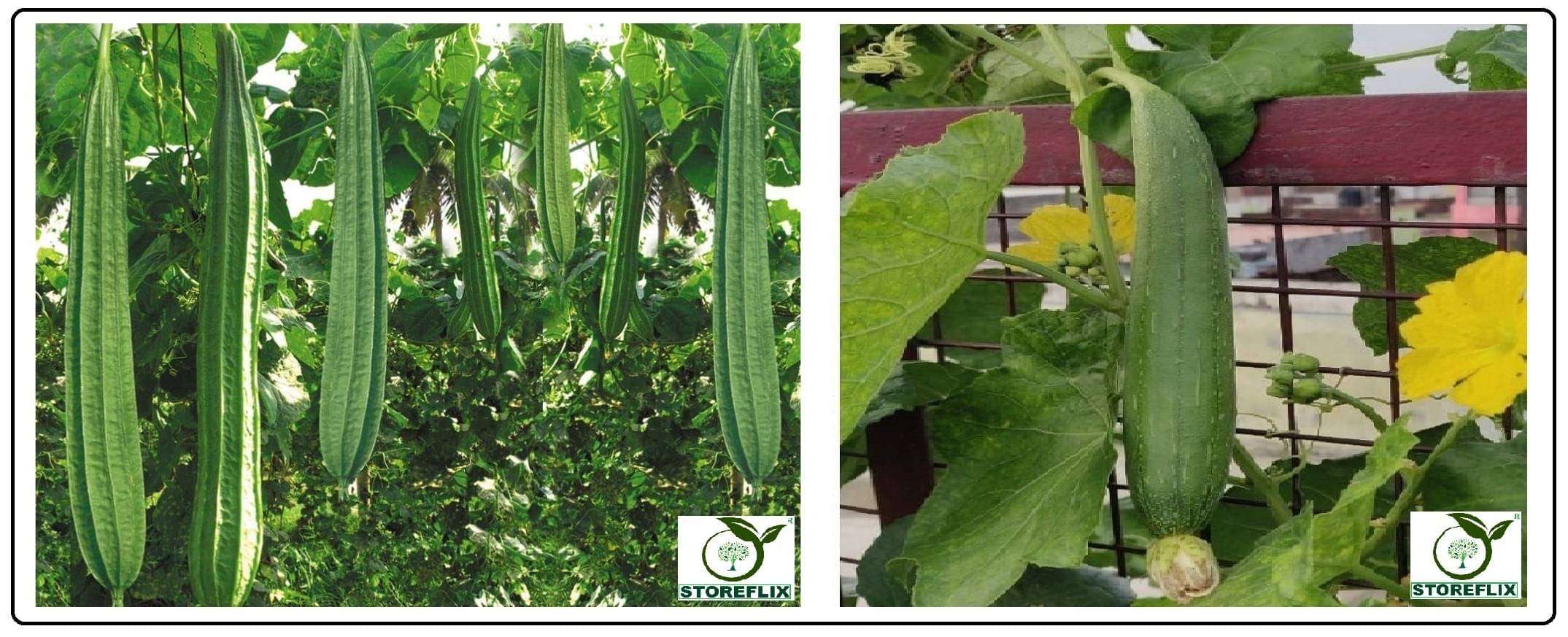     			ridge gourd torai 20 seeds and sponge gourd torai 20 seeds pack with user manual for home kitchen gradening use