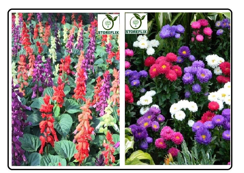saulvia flower 30 seeds and aster flower 50 seeds pack with free cocopeat and user manual saulvia flower 30 seeds and aster flower 50 seeds pack with free cocopeat and user manual