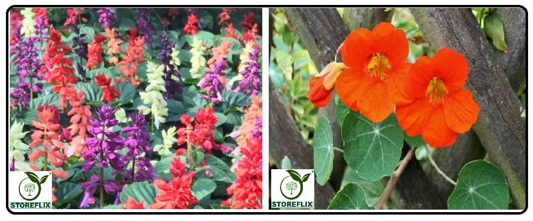     			saulvia flower 30 seeds and nasturtium flower 10 seeds pack with free cocopeat and user manual