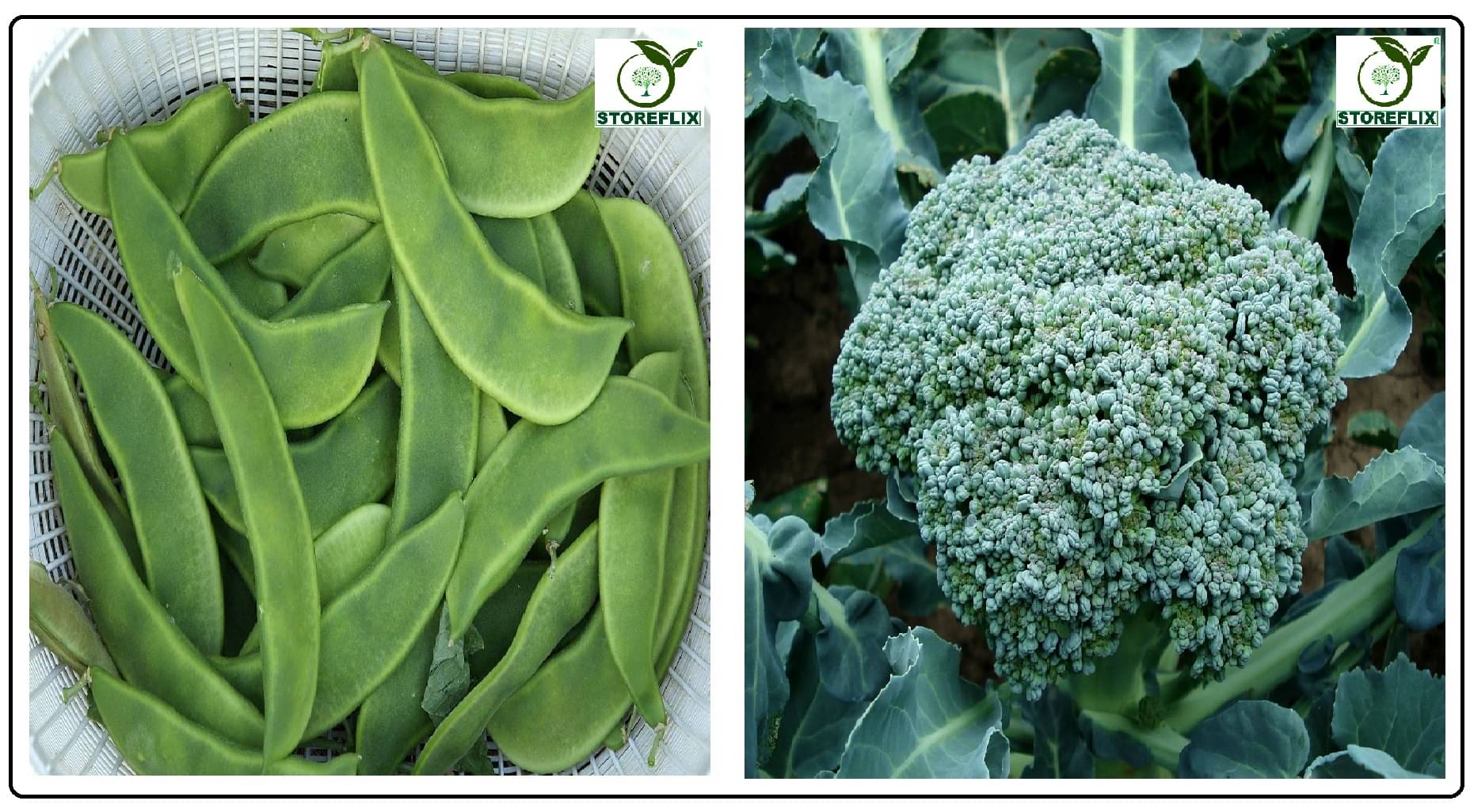 sem phali 20 seeds and broccoli 50 seeds pack with user manual for home kitchen gradening use sem phali 20 seeds and broccoli 50 seeds pack with user manual for home kitchen gradening use