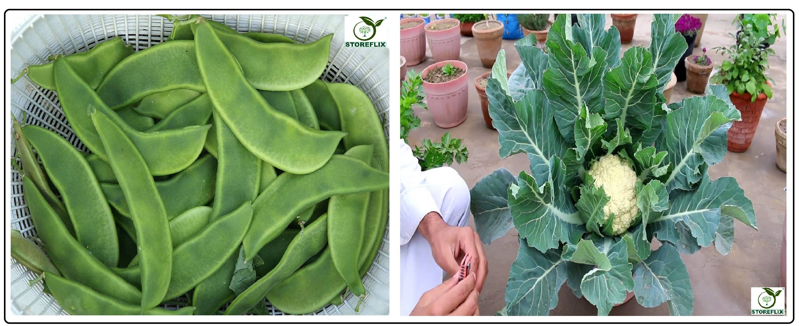 sem phali 20 seeds and cauliflower 100 seeds pack with user manual for home kitchen gradening use sem phali 20 seeds and cauliflower 100 seeds pack with user manual for home kitchen gradening use