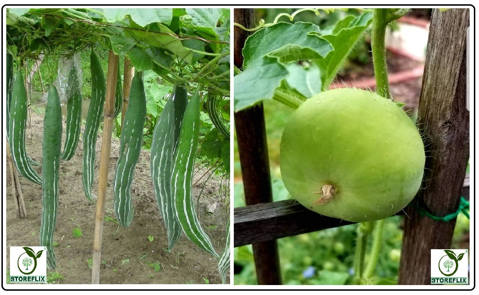 snake gourd 20 seeds and tinda 20 seeds pack with user manual for home kitchen gradening use snake gourd 20 seeds and tinda 20 seeds pack with user manual for home kitchen gradening use