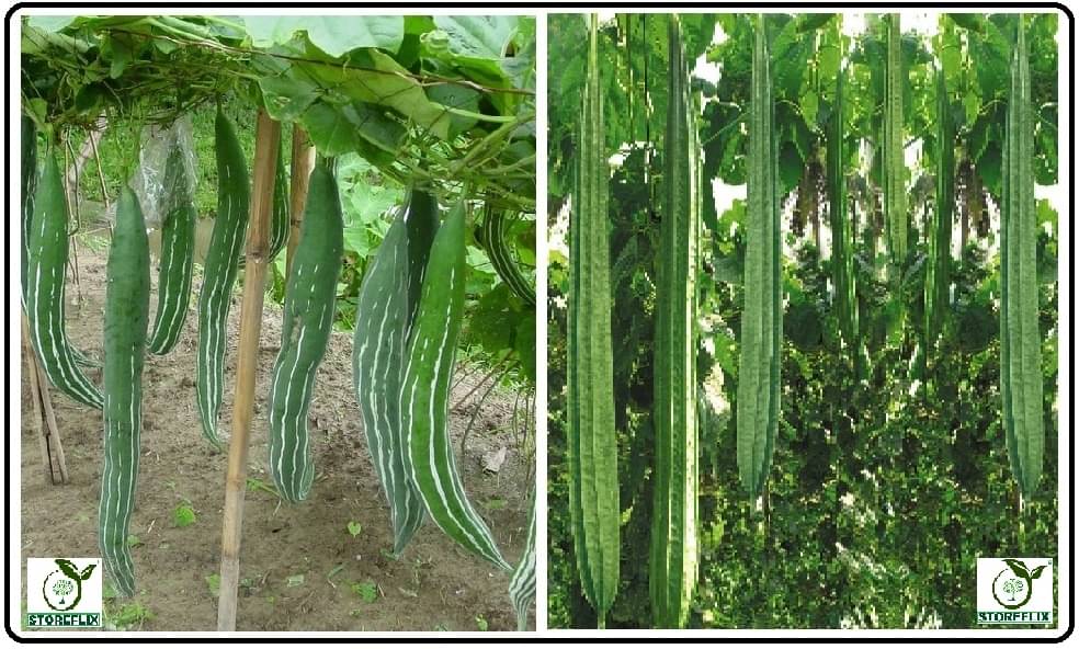    			snake gourd 20 seeds and ridge gourd torai 20  seeds pack with user manual for home kitchen gradening use