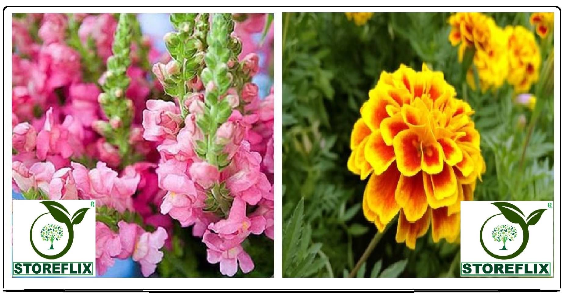 snapdragon flower 30 seeds and french marigold flower 50 seeds pack with free cocopeat and user manual     			snapdragon flower 30 seeds and french marigold flower 50 seeds pack with free cocopeat and user manual