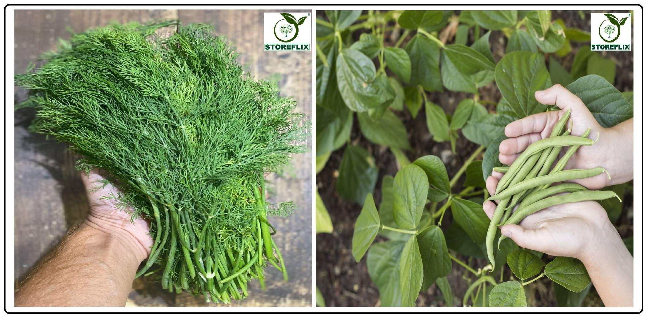     			soya 100 seeds and french bean 25  seeds pack with user manual for home kitchen gradening use