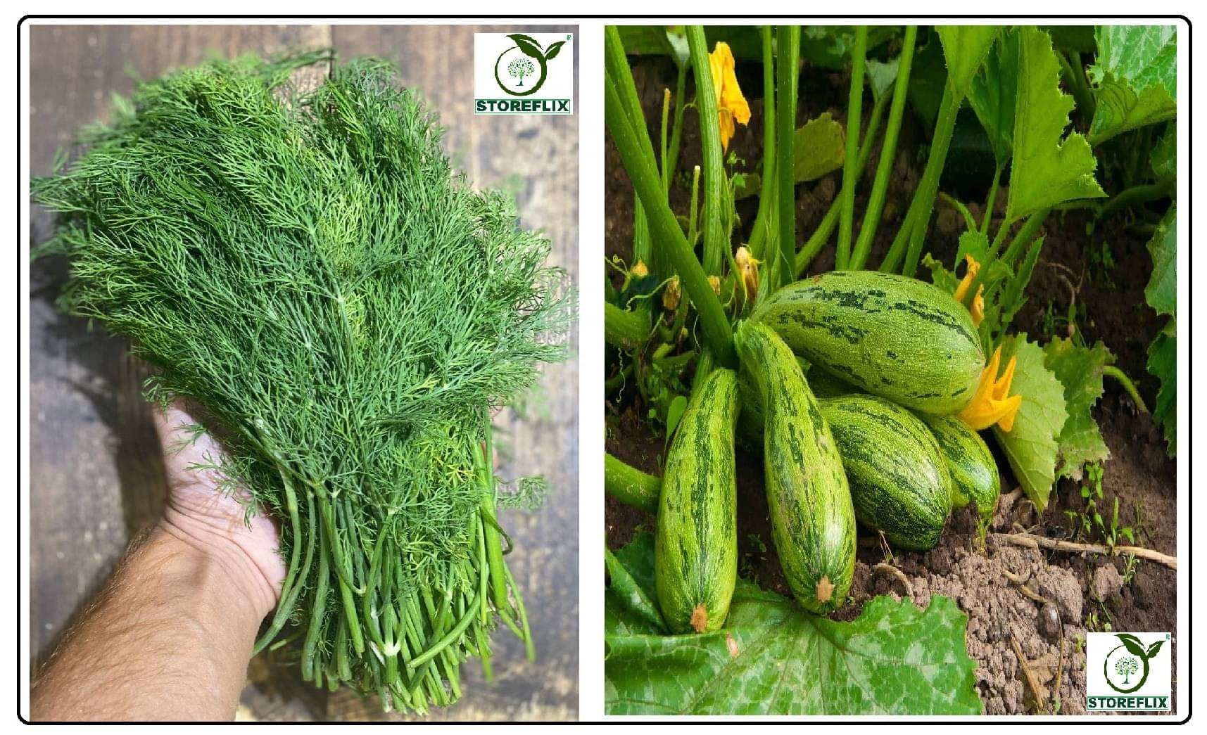     			soya 100 seeds and squash 10  seeds pack with user manual for home kitchen gradening use