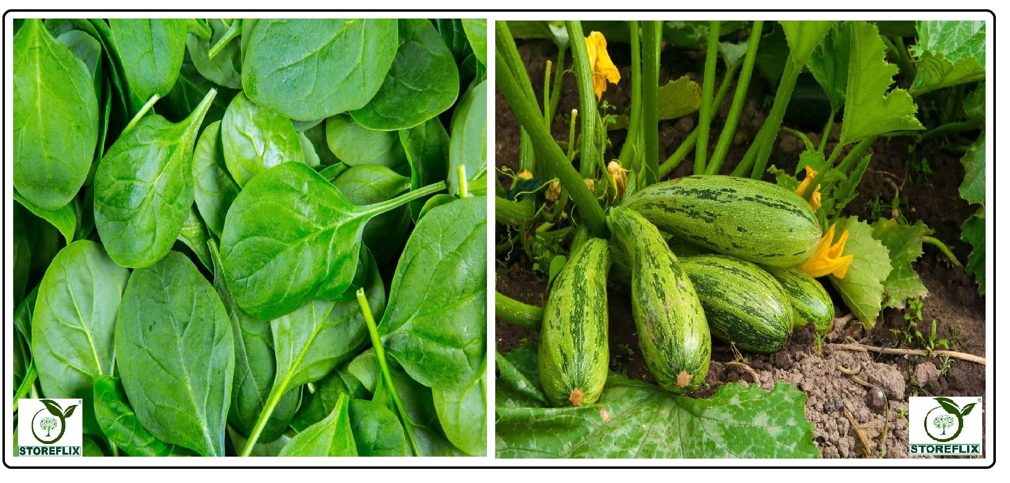     			spinach (palak) 100 seeds and squash 10 seeds pack with user manual for home kitchen gradening use