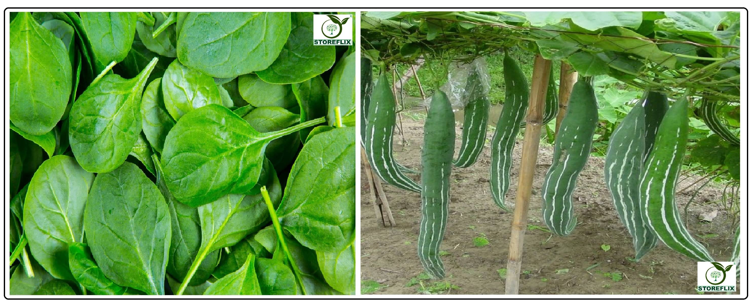 spinach (palak) 100 seeds and snake gourd 20 seeds pack with user manual for home kitchen gradening use spinach (palak) 100 seeds and snake gourd 20 seeds pack with user manual for home kitchen gradening use