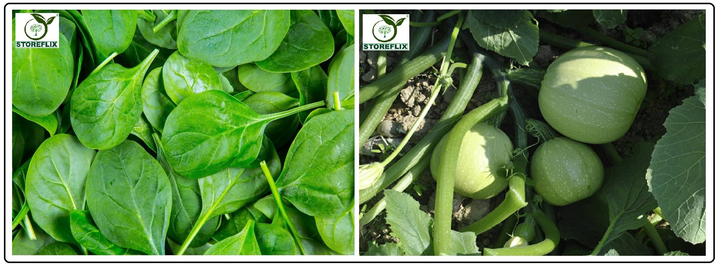 spinach (palak) 100 seeds and squash round 10 seeds pack with user manual for home kitchen gradening use spinach (palak) 100 seeds and squash round 10 seeds pack with user manual for home kitchen gradening use