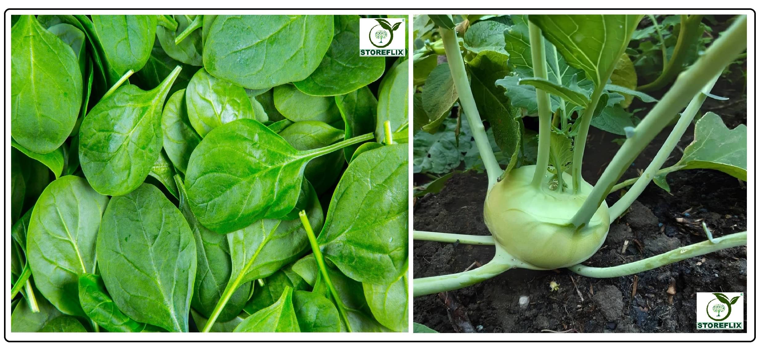     			spinach (palak) 100 seeds and knol khol 50 seeds pack with user manual for home kitchen gradening use