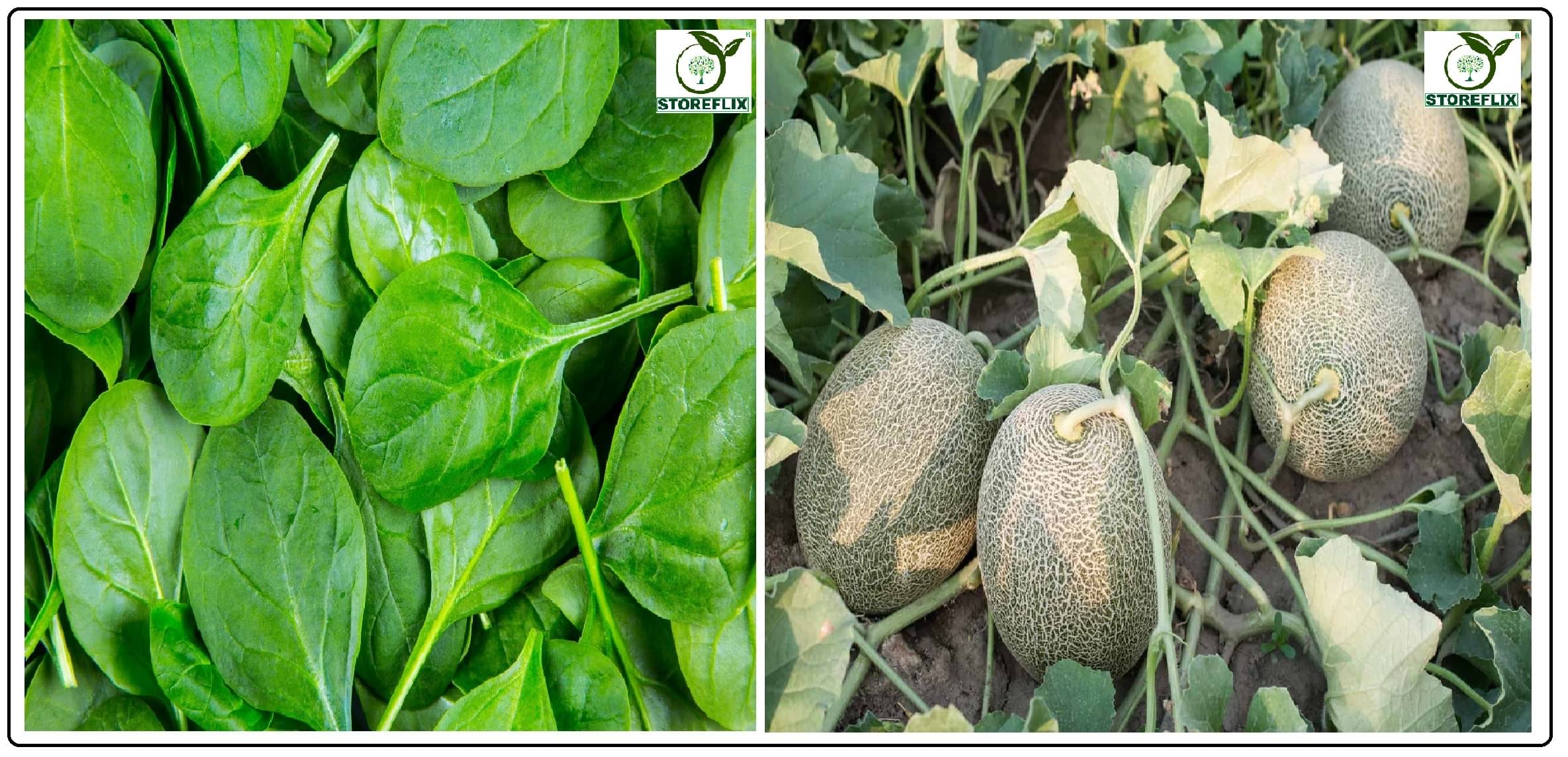 spinach (palak) 100 seeds and musk melon 25 seeds pack with user manual for home kitchen gradening use spinach (palak) 100 seeds and musk melon 25 seeds pack with user manual for home kitchen gradening use