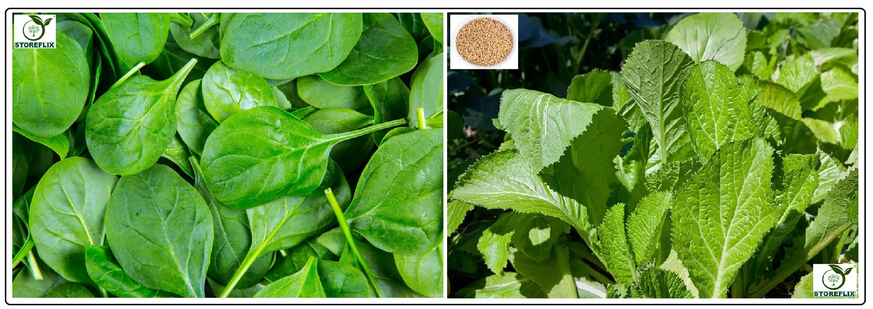     			spinach (palak) 100 seeds and white mustard 200 seeds pack with user manual for home kitchen gradening use