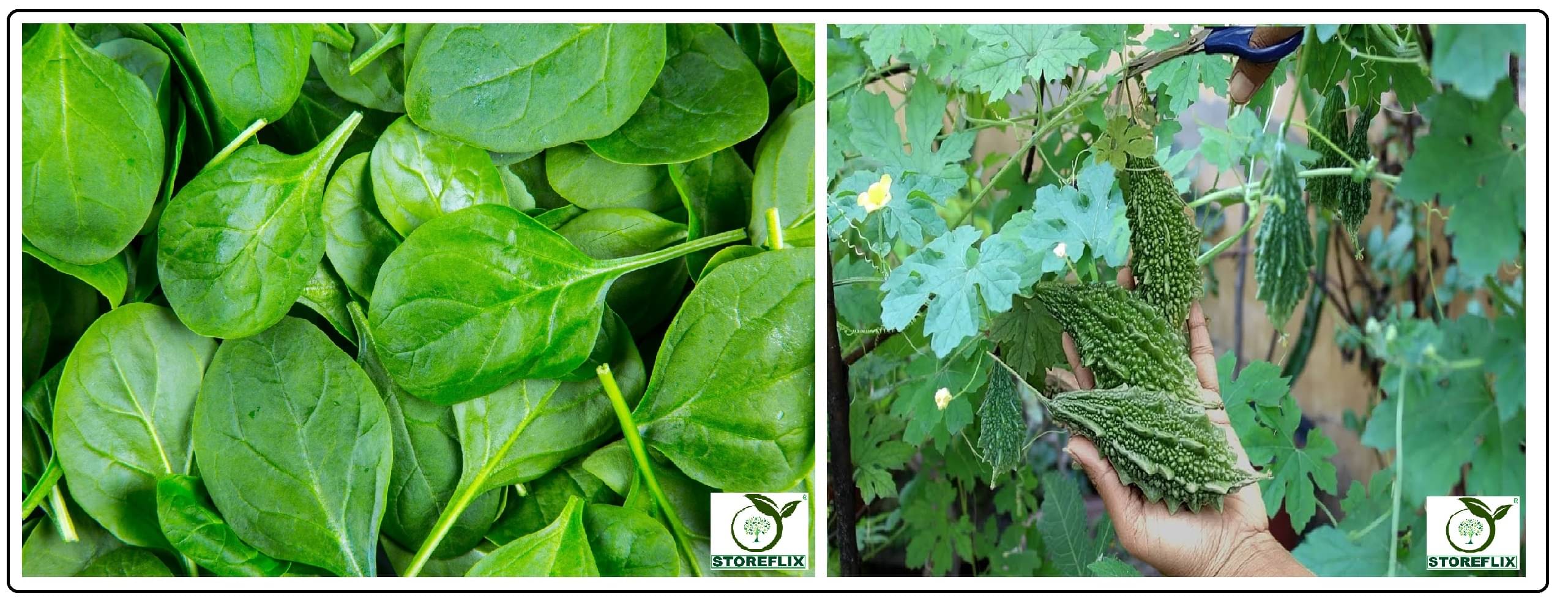 spinach (palak) 100 seeds and bitter gourd 25 seeds pack with user manual for home kitchen gradening use spinach (palak) 100 seeds and bitter gourd 25 seeds pack with user manual for home kitchen gradening use