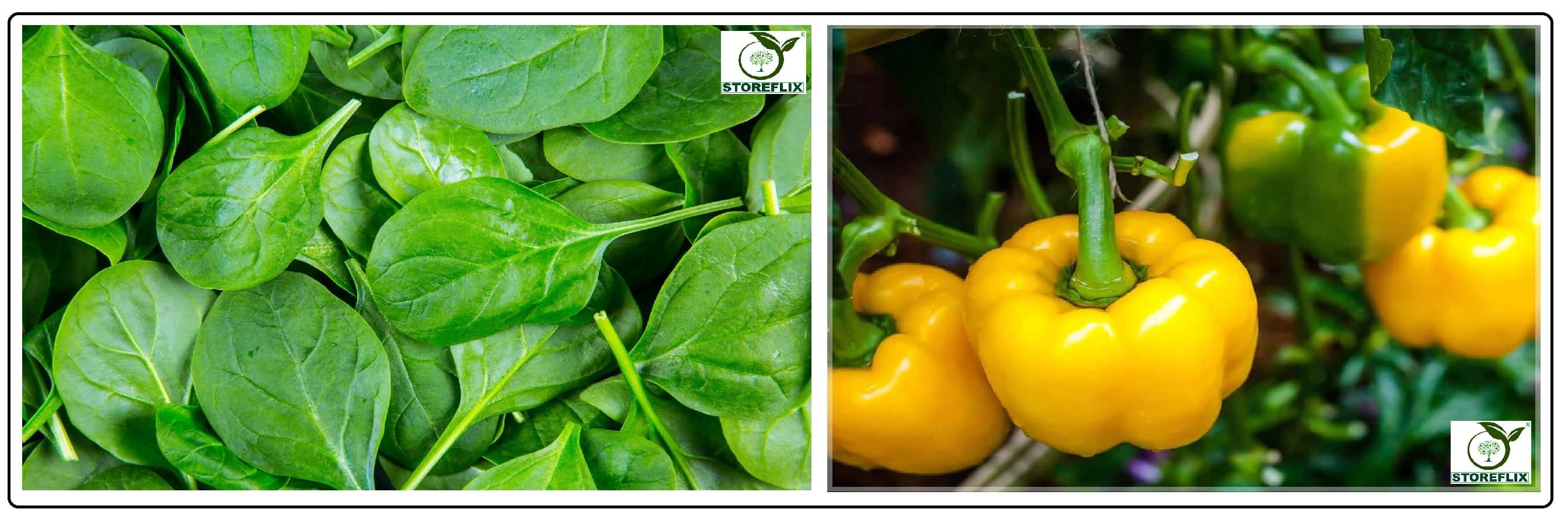 spinach (plak) 100 seeds and capsicum yellow 50 seeds pack with user manual for home kitchen gradening use spinach (plak) 100 seeds and capsicum yellow 50 seeds pack with user manual for home kitchen gradening use