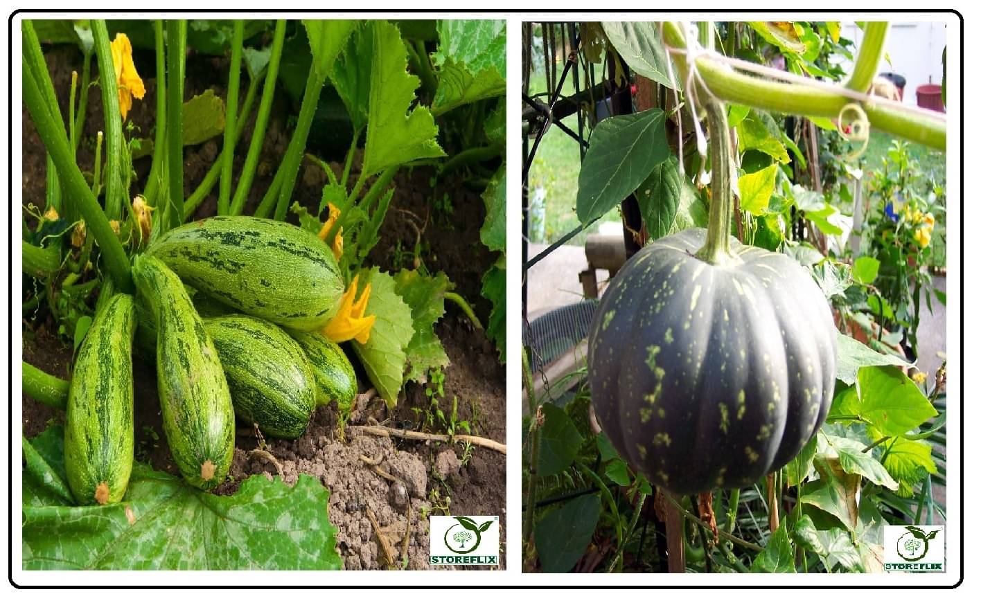 squash long 10 seeds and pumpkin kaddu 20 seeds pack with user manual for home kitchen gradening use squash long 10 seeds and pumpkin kaddu 20 seeds pack with user manual for home kitchen gradening use