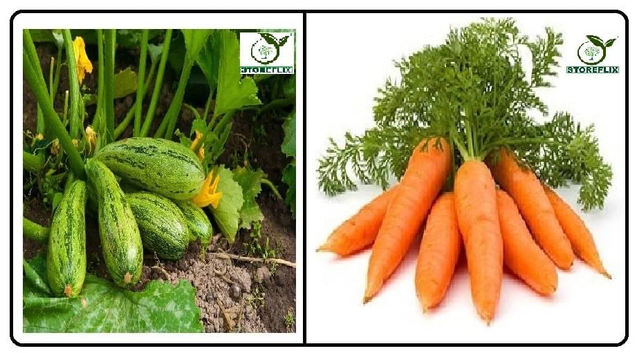 squash long 10 seeds and carrot 150 seeds pack with user manual for home kitchen gradening use squash long 10 seeds and carrot 150 seeds pack with user manual for home kitchen gradening use
