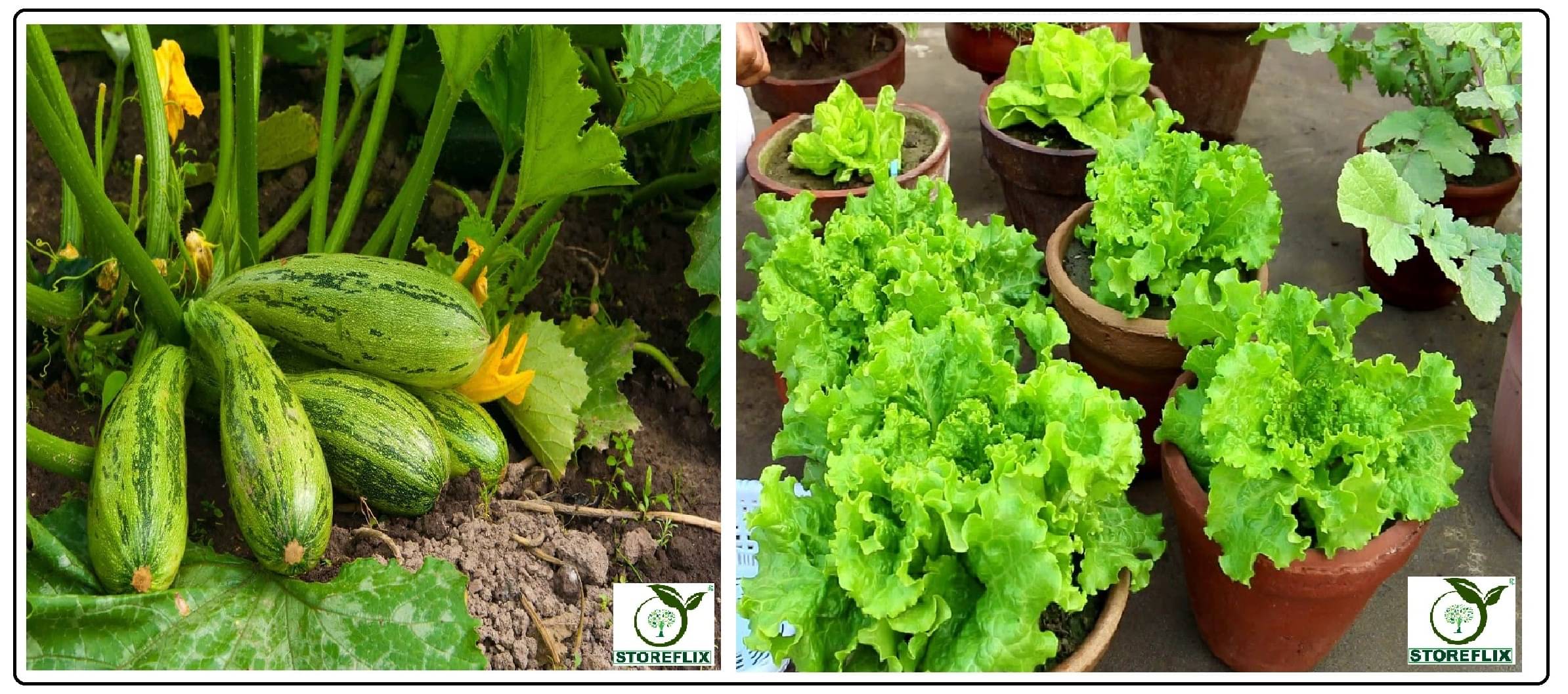     			squash long 10 seeds and lettuce green 100 seeds pack with user manual for home kitchen gradening use
