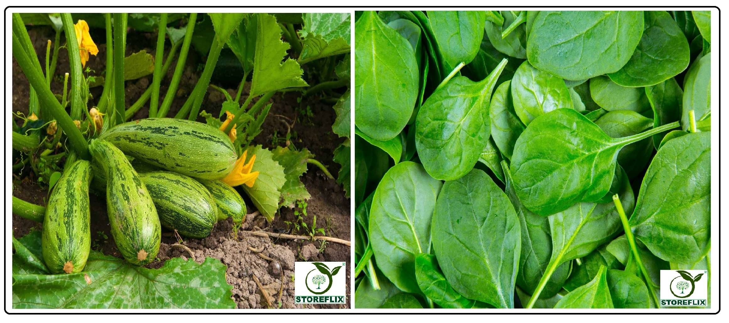 squash long zucchini 10 seeds and spinach (palak) 100 seeds pack with user manual for home kitchen gradening use squash long zucchini 10 seeds and spinach (palak) 100 seeds pack with user manual for home kitchen gradening use