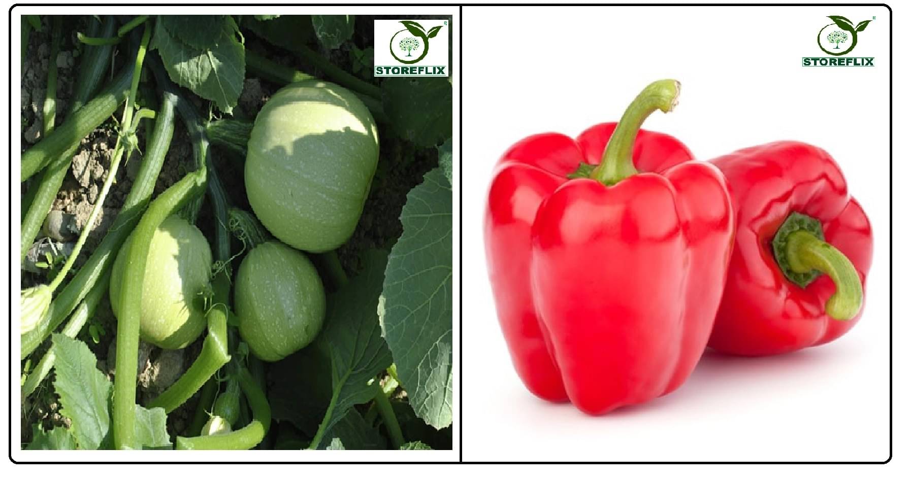 squash round 10 seeds and capsicum red 50 seeds pack with user manual for home kitchen gradening use squash round 10 seeds and capsicum red 50 seeds pack with user manual for home kitchen gradening use