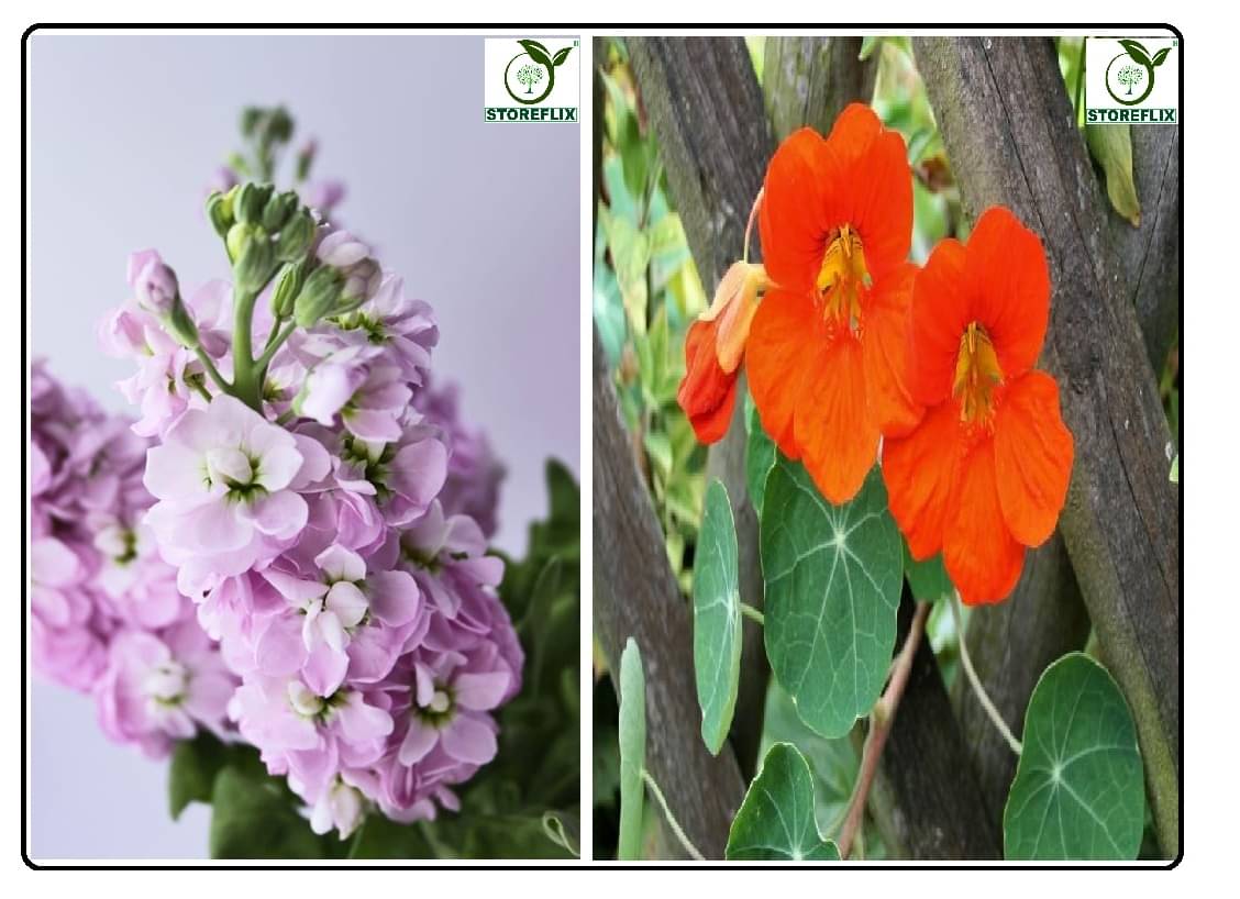 stock flower 30 seeds and nasturtium flower 10 seeds pack with free cocopeat and user manual stock flower 30 seeds and nasturtium flower 10 seeds pack with free cocopeat and user manual