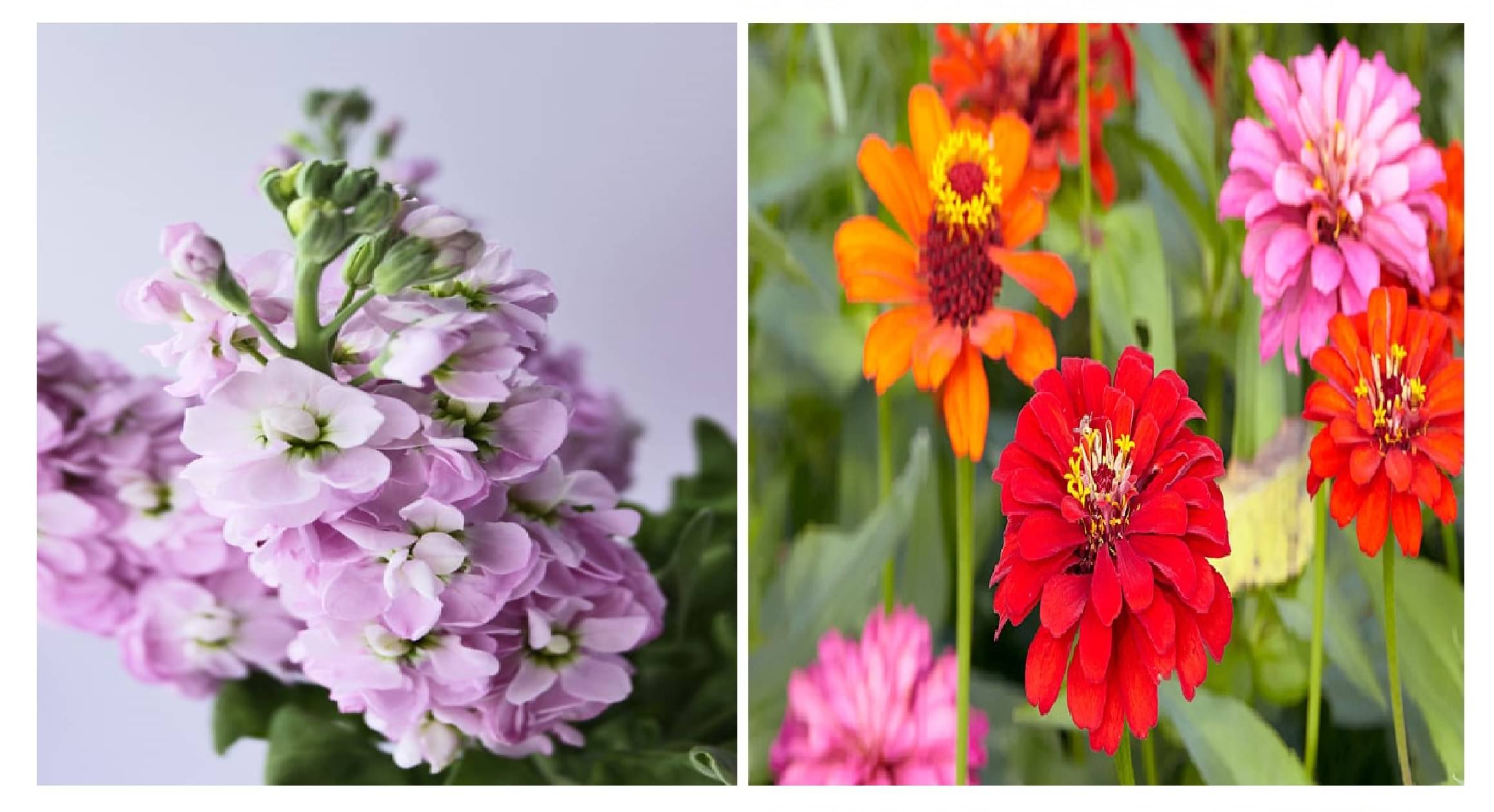 stock flower 30 seeds and zinnia flower 30 seeds pack with free cocopeat and user manual stock flower 30 seeds and zinnia flower 30 seeds pack with free cocopeat and user manual