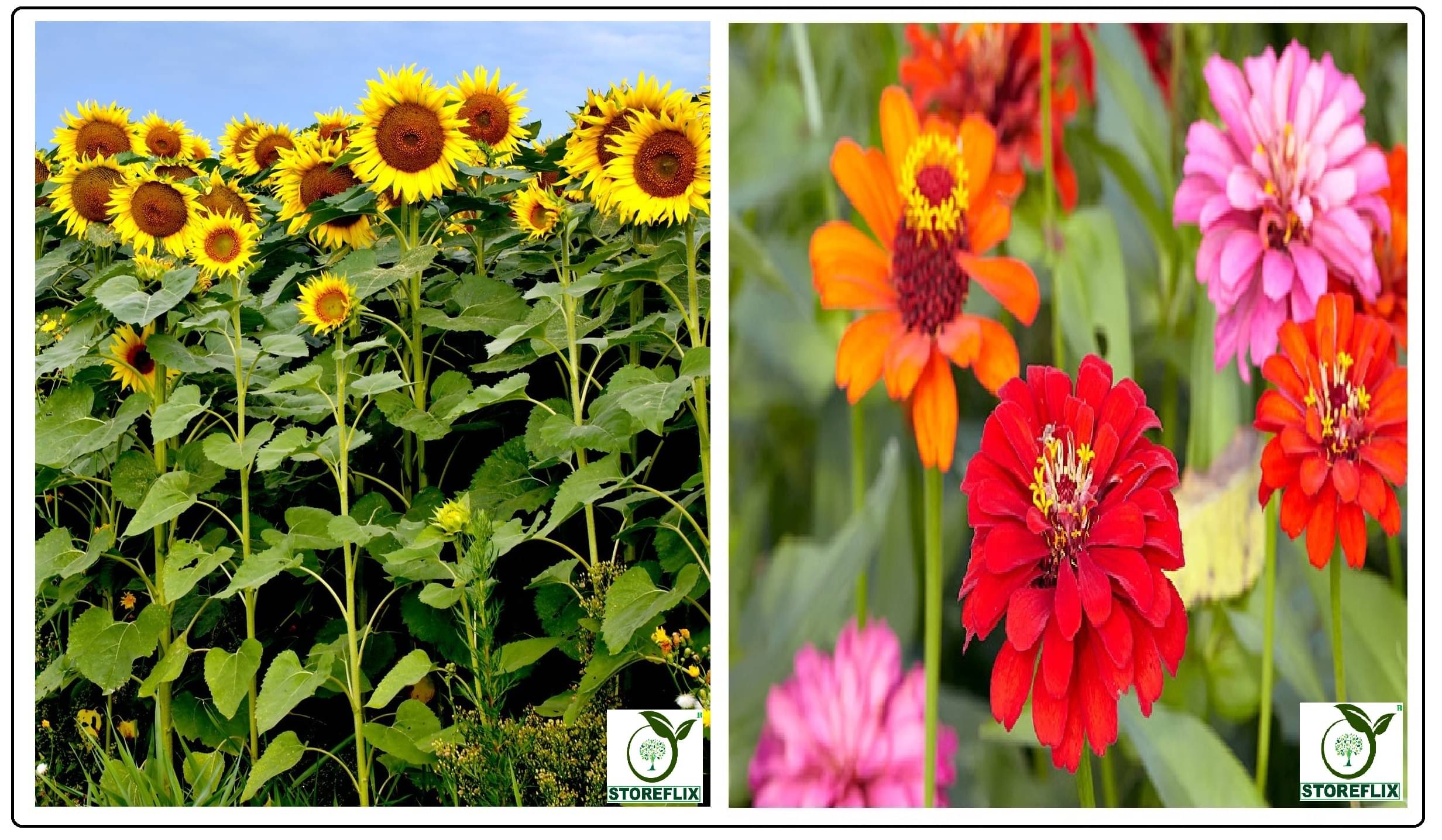 sunflower medium 10 seeds and zinnia flower 30 seeds pack with free cocopeat and user manual sunflower medium 10 seeds and zinnia flower 30 seeds pack with free cocopeat and user manual