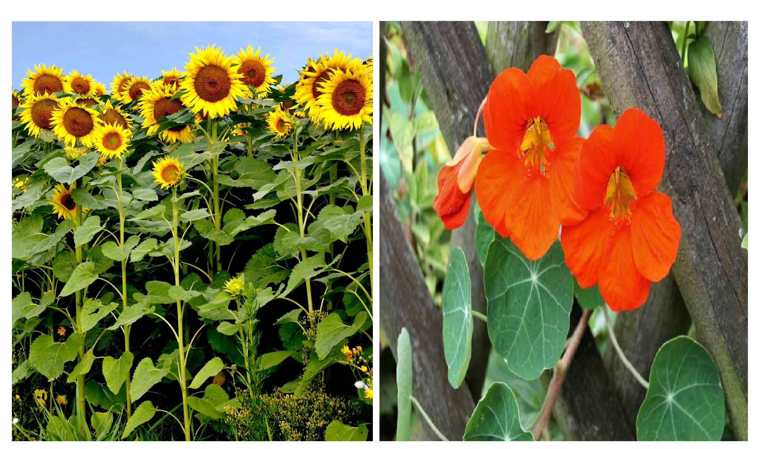 sunflower medium 10 seeds and nasturitum flower 10 seeds pack with free cocopeat and user manual sunflower medium 10 seeds and nasturitum flower 10 seeds pack with free cocopeat and user manual