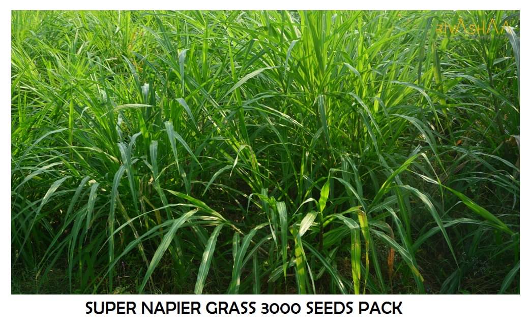 super napier green elephant grass 3000+ seeds pack for outdoor farming use with instrucion manual super napier green elephant grass 3000+ seeds pack for outdoor farming use with instrucion manual