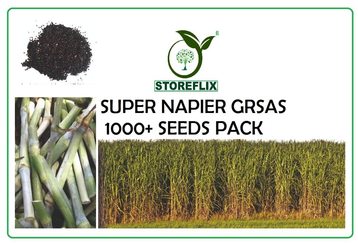 super napier green elephant grass 1000+ seeds pack for outdoor farming use with instrucion manual super napier green elephant grass 1000+ seeds pack for outdoor farming use with instrucion manual