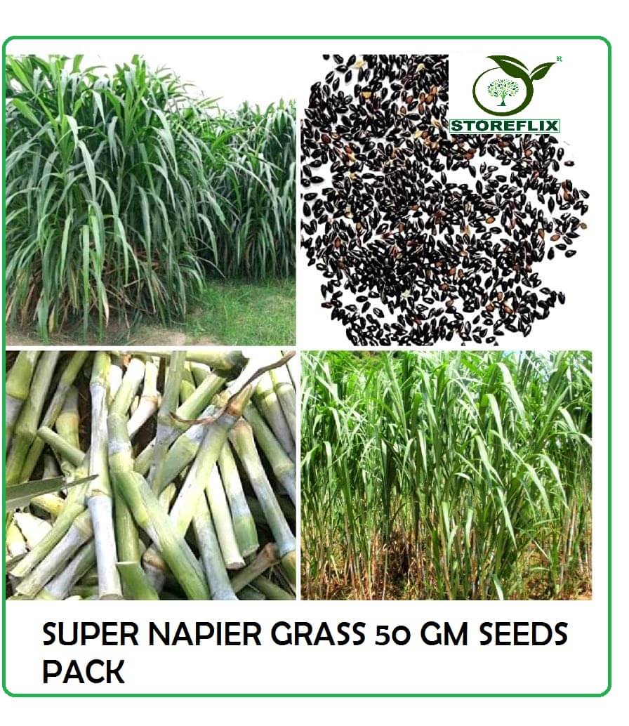 super napier green elephant grass 50 gm seeds pack for outdoor farming use with instrucion manual super napier green elephant grass 50 gm seeds pack for outdoor farming use with instrucion manual