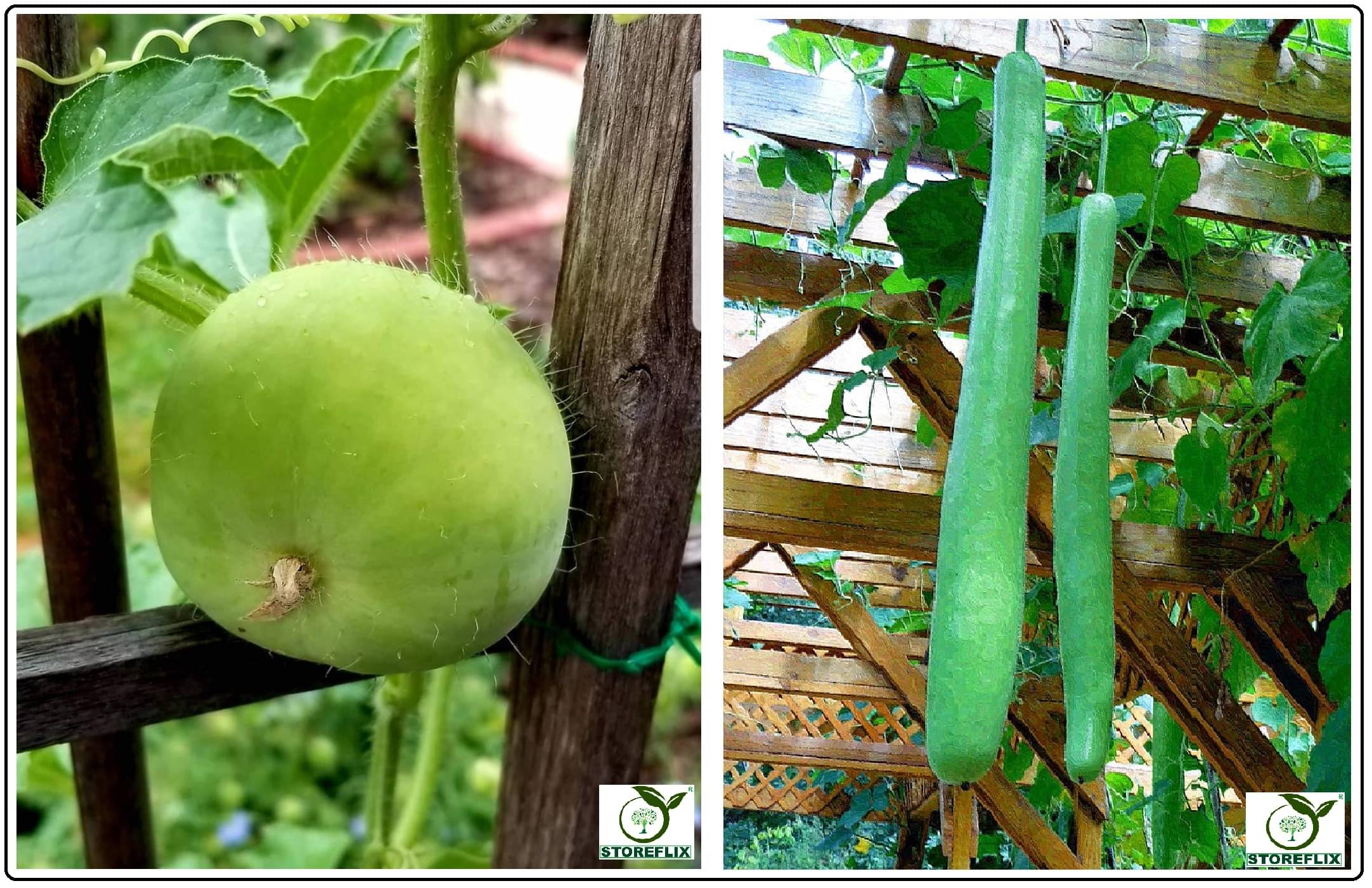     			tinda 20 seeds and bottle gourd long 25 seeds pack with user manual for home kitchen gradening use
