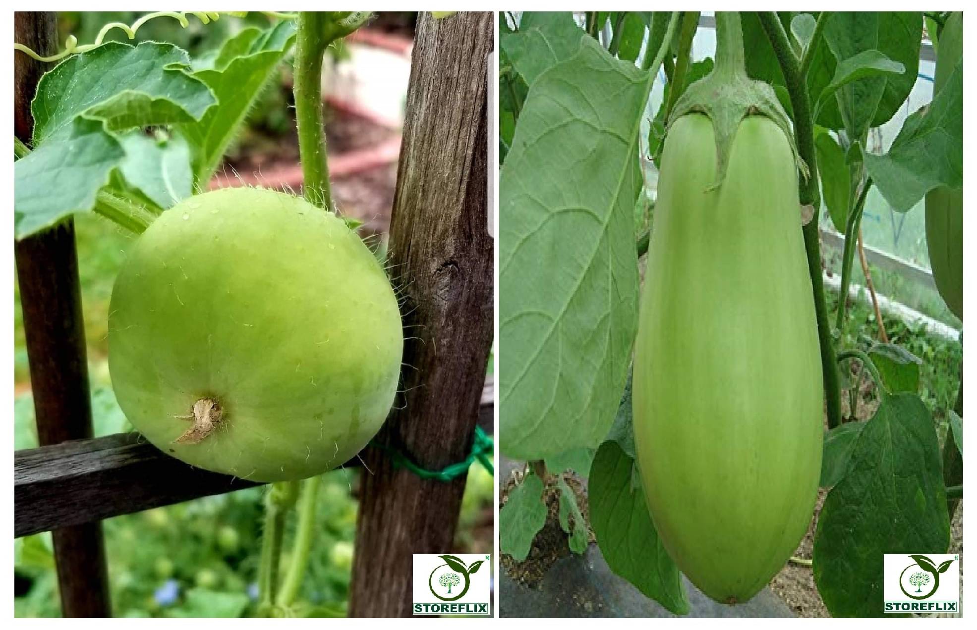 tinda 20 seeds and brinjal grren round 100 seeds pack with user manual for home kitchen gradening use tinda 20 seeds and brinjal grren round 100 seeds pack with user manual for home kitchen gradening use