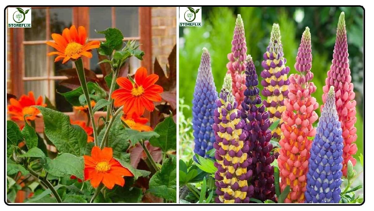 tithonia flower 30 seeds and lupin flower 20 seeds pack with free cocopeat and user manual tithonia flower 30 seeds and lupin flower 20 seeds pack with free cocopeat and user manual